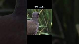 LYRE BIRD IMITATES HUMAN SOUNDS