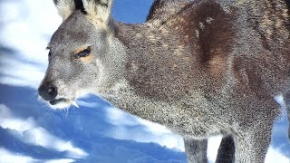 Himalayan Musk Deer