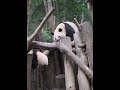 play time for naughty babies🐼🐼🐼🐼hehua aijiu runyue and heye 😂 panda happyland