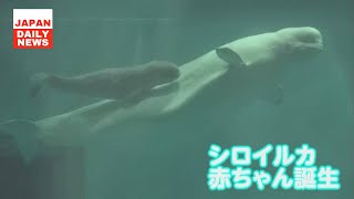 シロイルカの赤ちゃん誕生 お母さんとともに元気に泳ぐ 島根 | ニュース 6月25日 #島根県