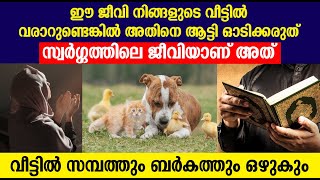 ഈ ജീവി നിങ്ങളുടെ വീട്ടിൽ വരാറുണ്ടെങ്കിൽ അതിനെ ആട്ടി ഓടിക്കരുത് വീട്ടിൽ സമ്പത്തും ബർകത്തും ഒഴുകും