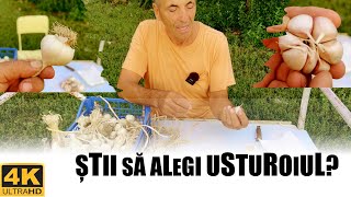 Usturoiul romanesc sau usturoiul de import?