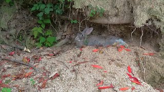 【 大久野島 】 ６月中旬の島っ仔達 🐰🐰