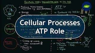 How cell construct and destruct things? Basic Science Series