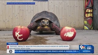 Turtle predicts win for Philadelphia Eagles ahead of Super Bowl