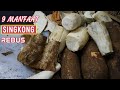 Jangan Anggap Remeh..! Inilah 9 MANFAAT SINGKONG UNTUK KESEHATAN TUBUH