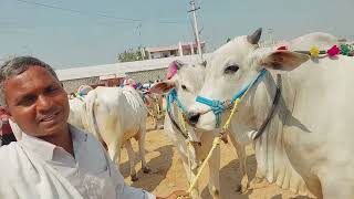 దేవరకద్ర సంతలో 4 పళ్ళ ఒంగోలు కోడెల రేటు | Ongole Bulls prices in Devarakadra Bulls market