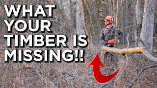 Why EVERYONE Should Do Timber Stand Improvement!