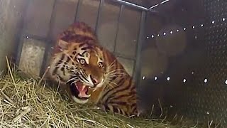 GoPro Tigers released in Russia (Tigri)