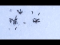 snowspringtails 雪上トビムシ