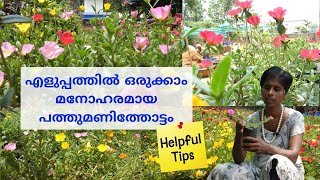 പത്തുമണി ചെടി ടിപ്സ്  I Pathumani Garden Planting Tips I പത്തുമണി ചെടിയിൽ നിറയെ പൂക്കൾ ഉണ്ടാവാൻ I