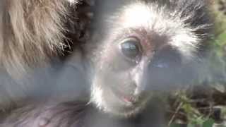 Too cute! White-handed gibbon baby (age two months).シロテテナガザルの赤ちゃん（生後二ヶ月）。