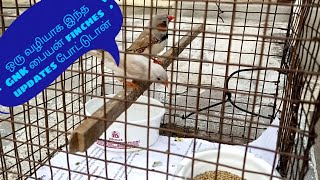 purchasing a New pair finches in தமிழ்