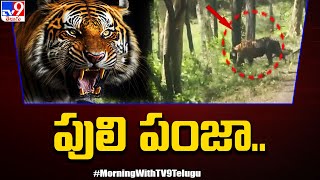 తెలంగాణ - మహారాష్ట్ర సరిహద్దులో పులి సంచారం - TV9