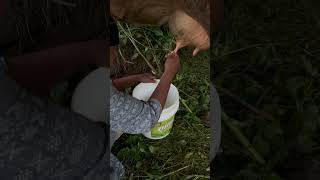 Milking cow#nepal#pokhara#pokhara