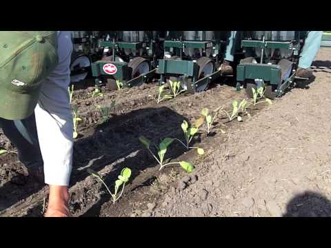 Planting Brussels Sprouts on the Organic Farm Video Planting Brussels Sprouts on the Organic Farm Video