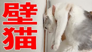 手で壁を押し返せる猫は賢いらしいんですけど…あれ？【猫壁チャレンジ】