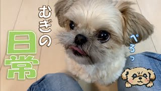 ミックス犬むぎの日常 きょうのわんこ♪ - Daily Life with Dog -【チワワ×シーズー】