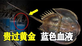 血液比金子还贵，地球上已经存活了4亿年，酷似外星生物【猫is博士】