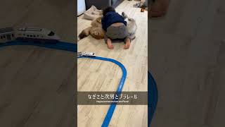 【生後7ヶ月】シェルティ子犬と3歳男児とプラレール😆Sheltie puppy, 3 year old boy and Plarail #shorts