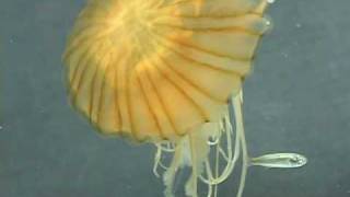 アカクラゲの猛毒！ - A jellyfish catches fish