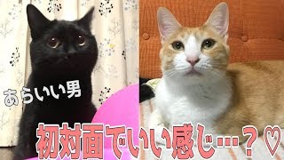 ロビンが女の子と初対面で意外といい感じ・・・？必見！モテ猫のテクニックとは