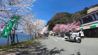 海津大崎の桜並木