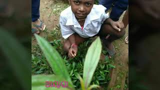 #medicated plant#herbal plants of the school#ବିଦ୍ୟାଳୟର ଔଷଧୀୟ ବୃକ୍ଷ