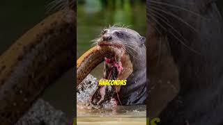 Giant River Otters | Even Apex Predators Fear This Animal