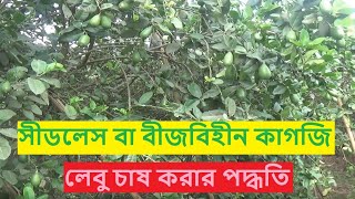 সীডলেস বা বীজবিহীন  কাগজি লেবু চাষ করে কোটিপতি।Touch Agriculture।Bangla program। EP 01