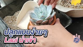 ปลูกไปด้วยกัน : ปลูกแบบง่ายๆ Echeveria Laui นำเข้า