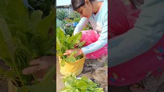 Harvesting Homegrown Palak #shortsvideo #shorts #harvest #spinach #ytshorts #youtube