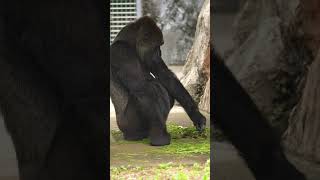 ニシゴリラ Vol.36　千葉市動物公園 #shorts