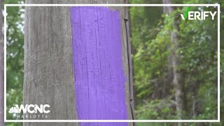 Why there is purple paint on trees in North Carolina | VERIFY