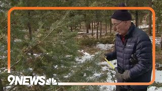 Cutting down Christmas trees at Pike National Forest an annual tradition for many Coloradans