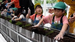 園児がアスパラ植え付けを体験　クボタアグリフロント