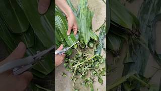 解压！沉浸式剪粽子叶Decompression! Immersive cutting of zongzi leaves #白噪音 #satisfying #whitenoise #田園生活 #解壓