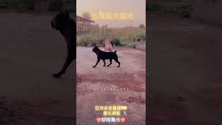 義大利卡斯羅犬❤️‍🔥西班牙加納利犬 盡在總監🔝🔝🔝🔝