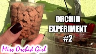 Finding a better Orchid media - Orchid experiment #2