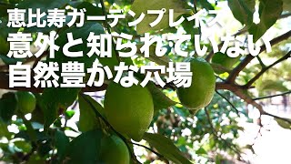 風に吹かれて街歩き　恵比寿ガーデンプレイスで意外と知られていない自然豊かな穴場