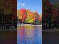 why canada’s fall foliage is so stunning 🍁 the science behind the colors