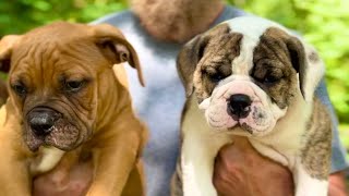 TYPE TUTORIAL.. both Olde English BULLdogges. Fawn is heavy American Bulldog, Brindle is heavy EB