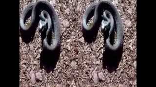 3D Film - Snake in attack slow motion