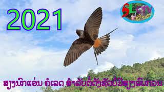 ສຽງນົກແອ່ນ ຄໍເລດ Tiếng én,  Tiếng Chim Én เสืยงนกแอ่น คอเลด