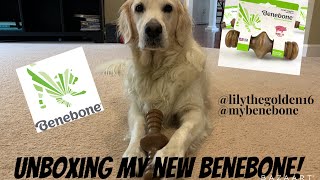 Benebone Zaggler Unboxing