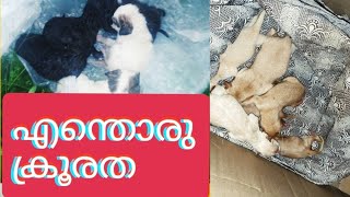 ഇന്ന് പഴയന്നൂരിൽ ചാക്കിൽ കെട്ടിയ നിലയിൽ കണ്ടെത്തി ഷെൽട്ടറിലെ അംഗം പയറൂസ് റെസ്ക്യൂ ചെയ്യുന്നു 🥰