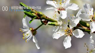 섬진강 매화꽃을 보셨는지요/글.김용택  \u0026#낭독도도엄마