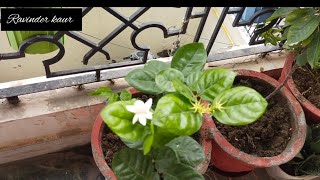 महक से भरा जे प्लांट घर में होना चाहिए| #gardening