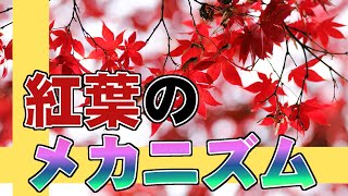 【紅葉】秋のモミジが赤くなる理由 #紅葉 #モミジ #もみじ