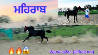 ਮਹਿਰਾਬ ~ ਦੇਵਰਾਜ ਰਣੀਆ (ਡੀਐਨਏ ਪਾਸ) #horse #horselover #punjabivlogs #horsepunjab